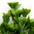 Трава искусственная -1, шт (эвкалипт лист 32 см/8 см)				 - купить в Энгельсе. Цена: 169.93 руб.